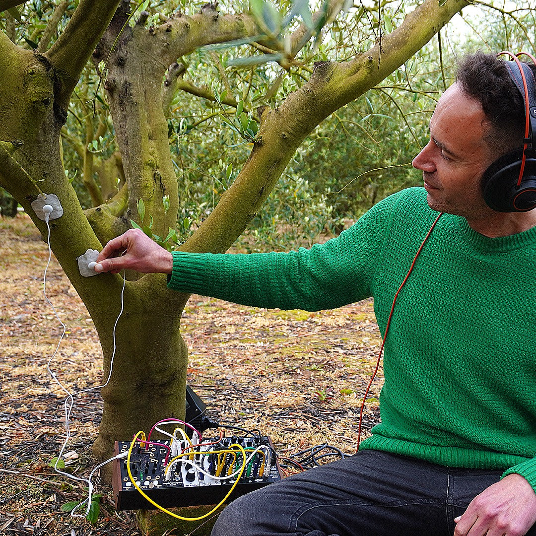 What Happens When You Listen to an Olive Tree?