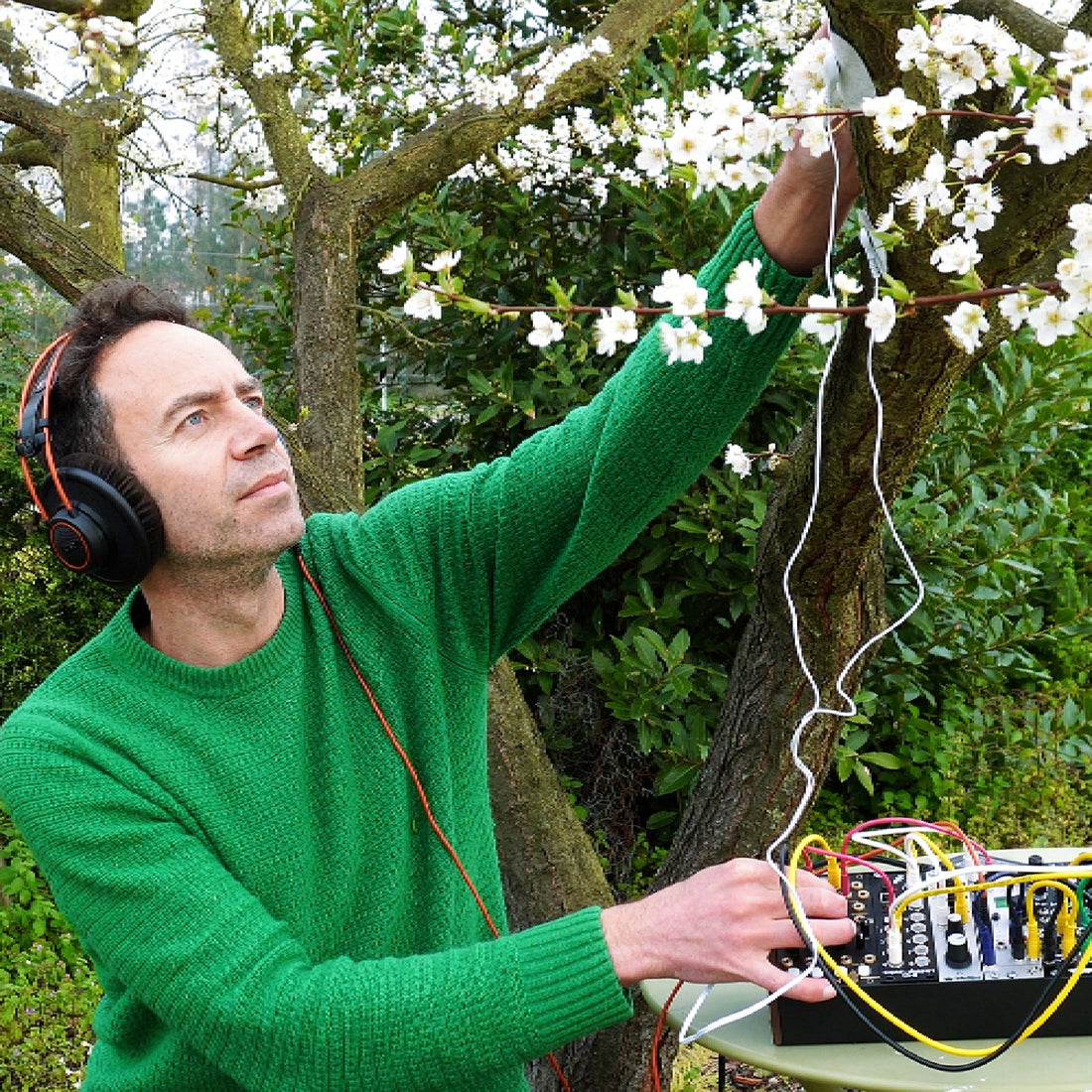 How Plum Blossom Music Gently Reminds the Body to Feel Safe Again