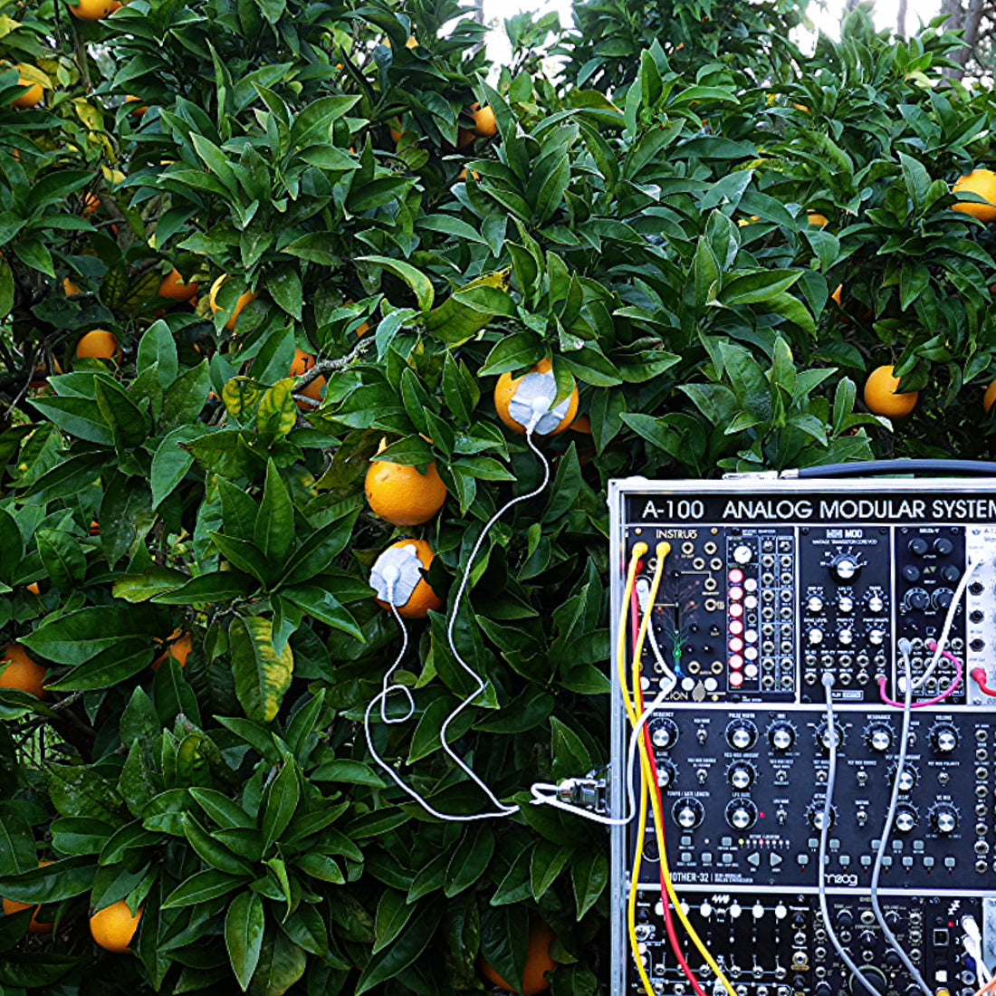 What Is This Machine? The Modular Synth Behind Bio Music Vibrations