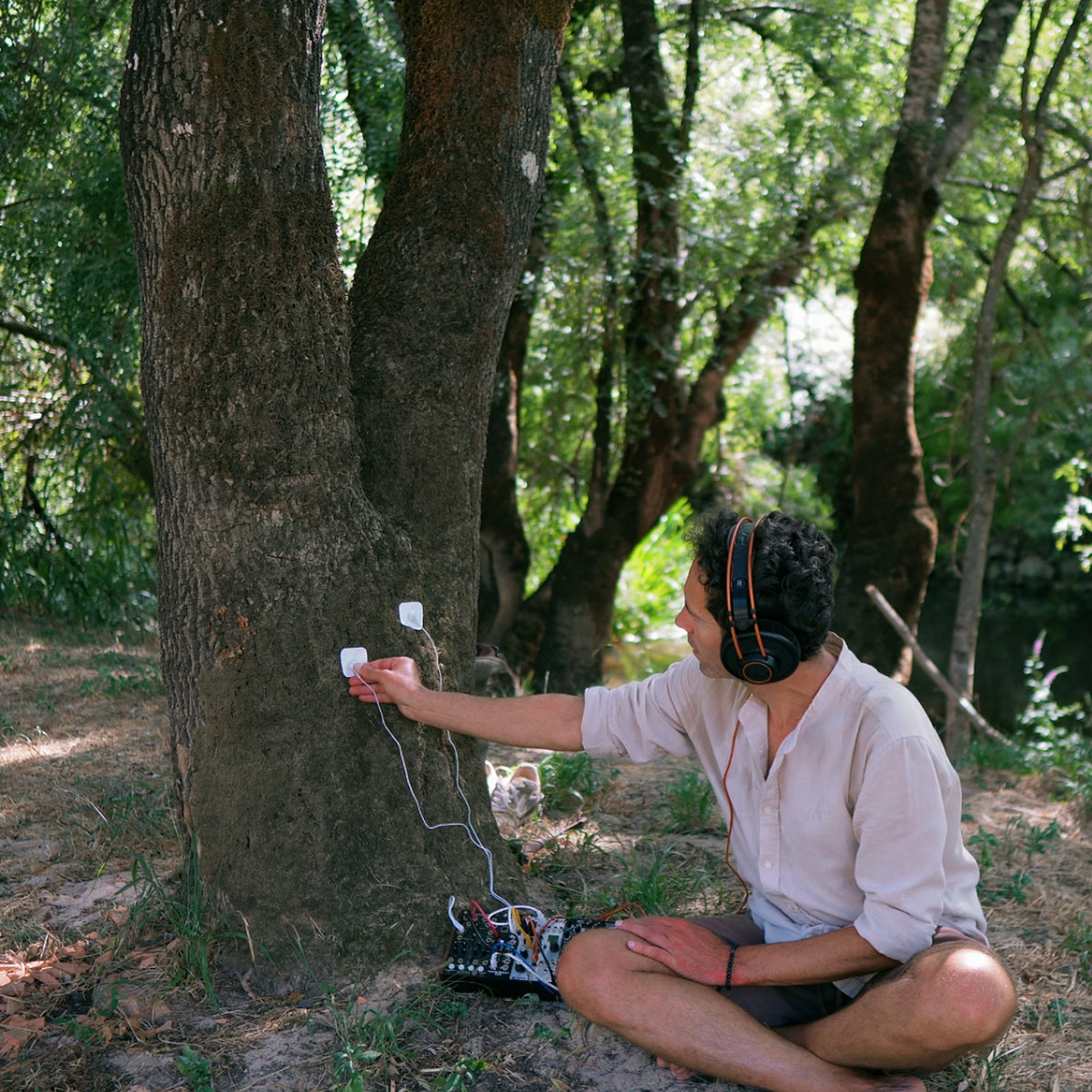 Ash tree - Agroal