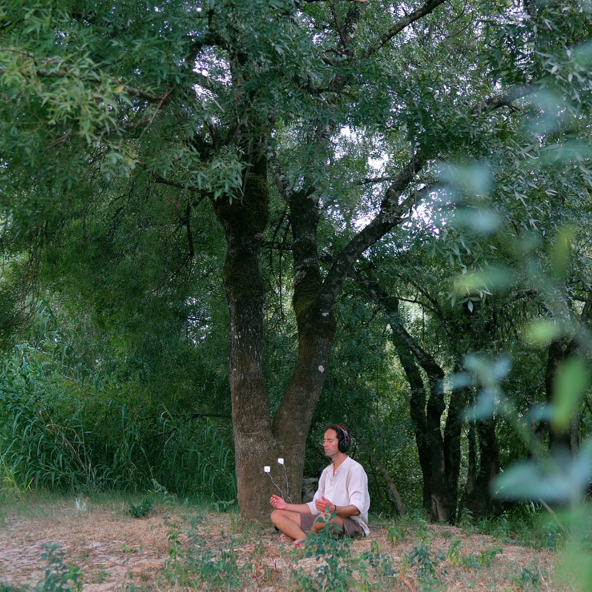Chestnut Tree