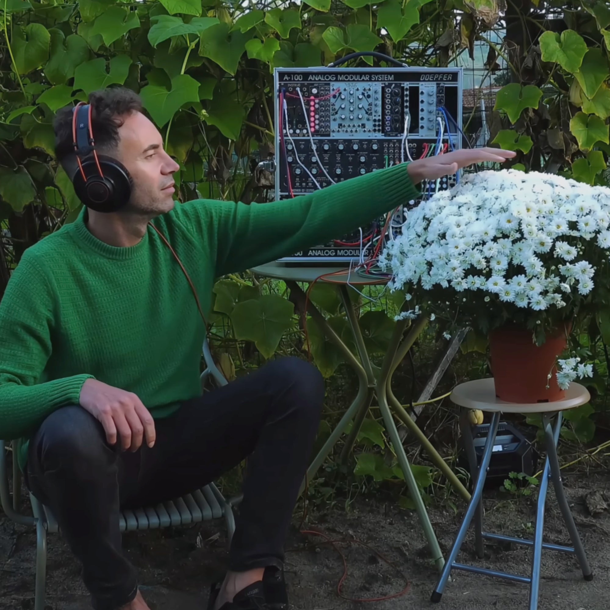 Chrysanthemum Stillness