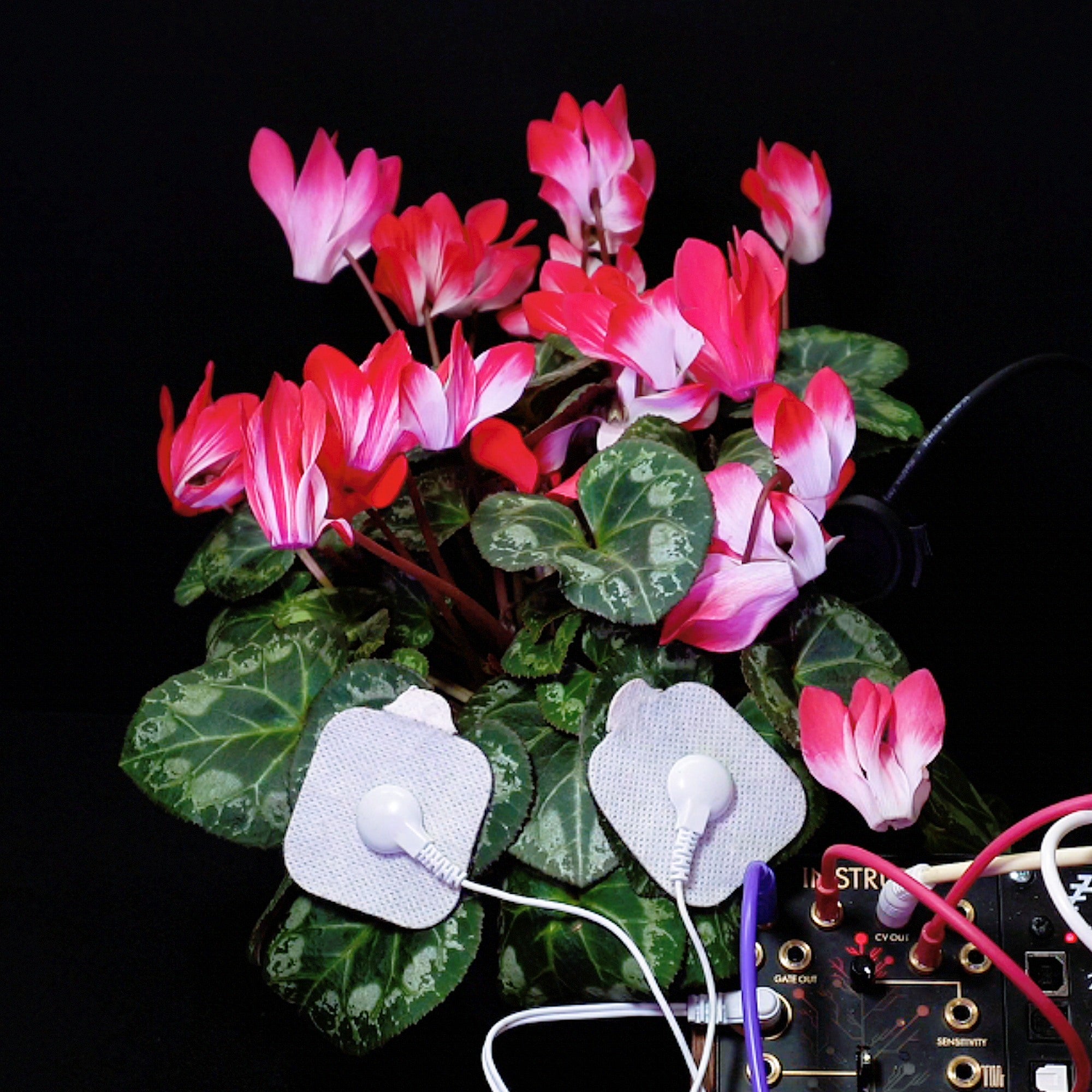 Cyclamen Breathes