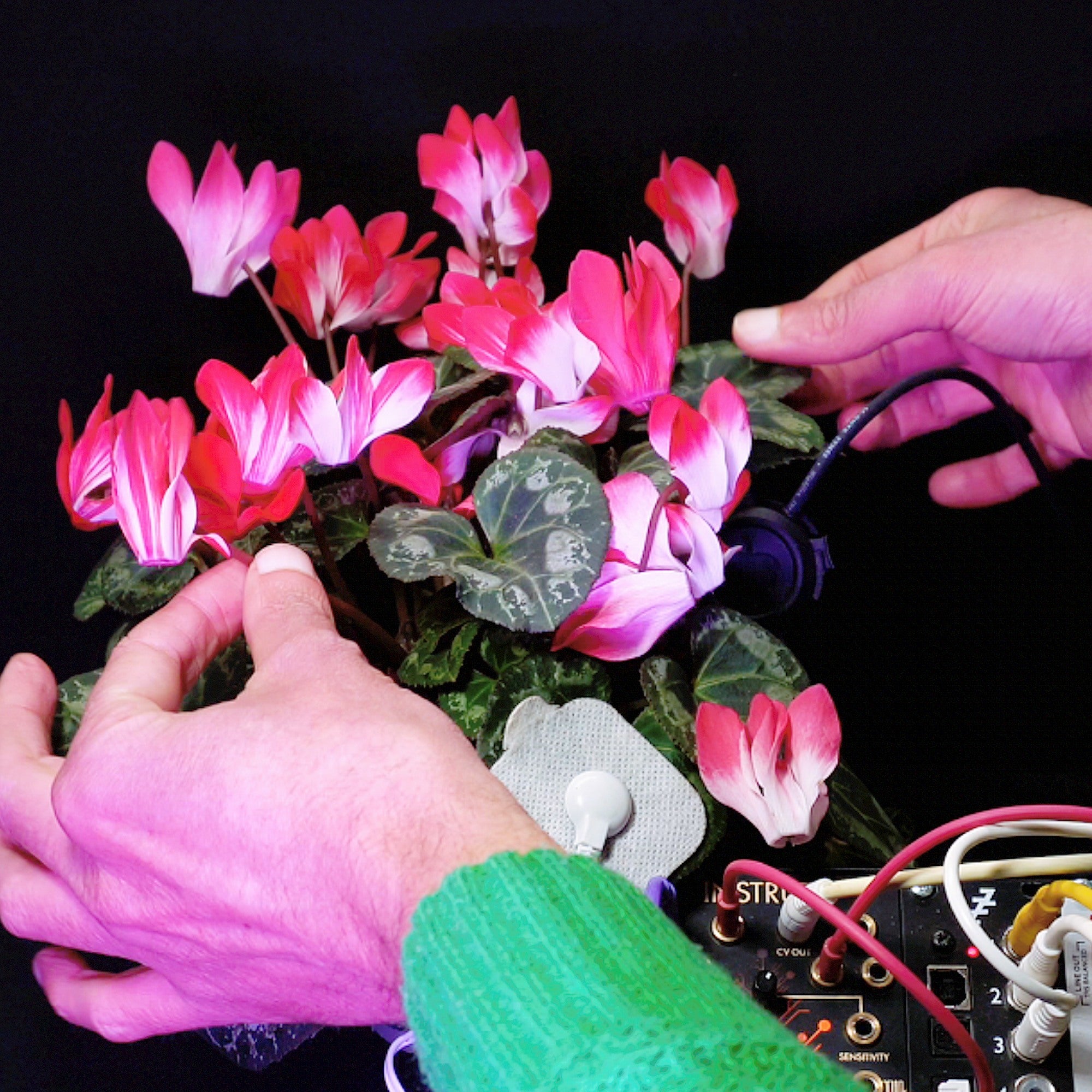Cyclamen Breathes