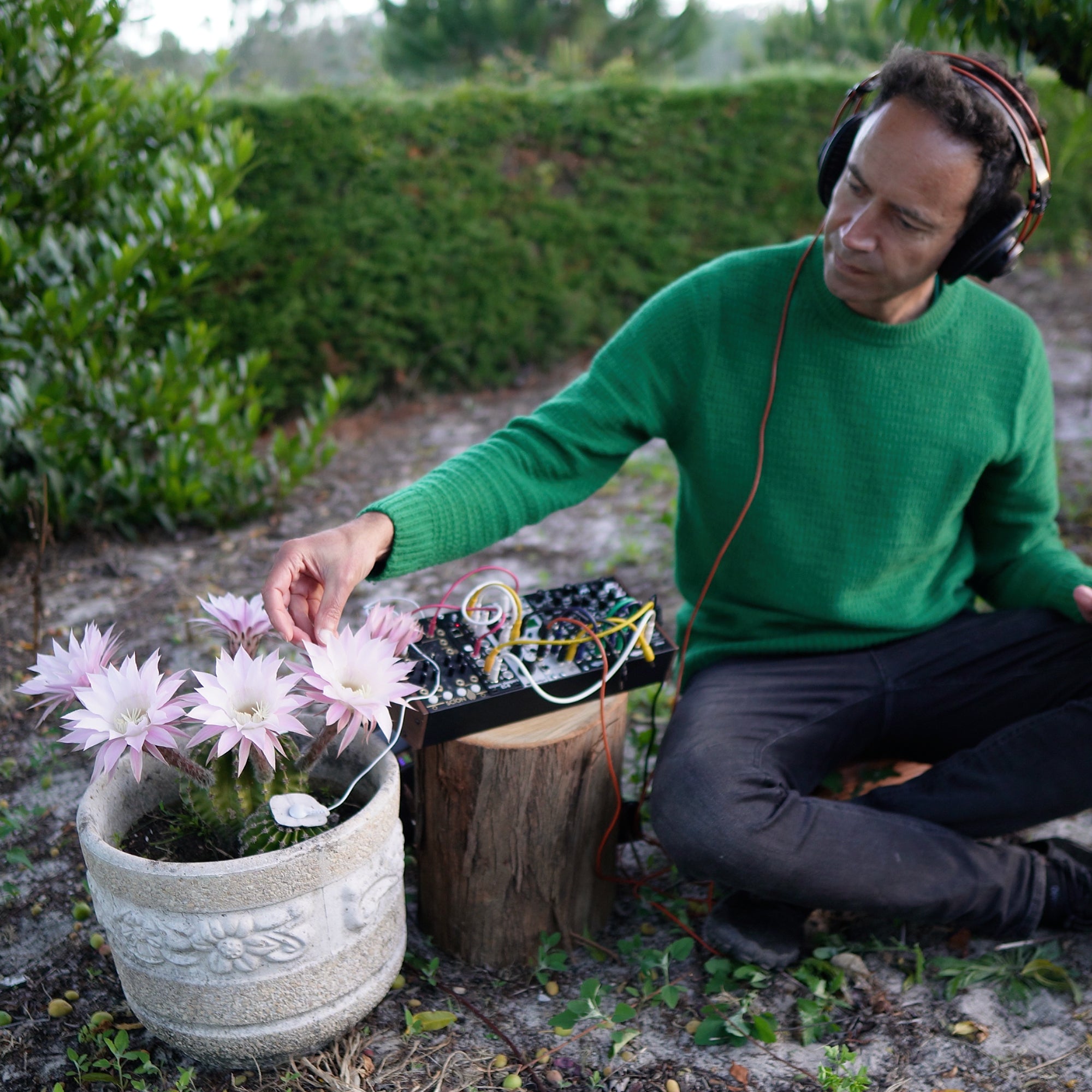 Echinopsis Living Sound