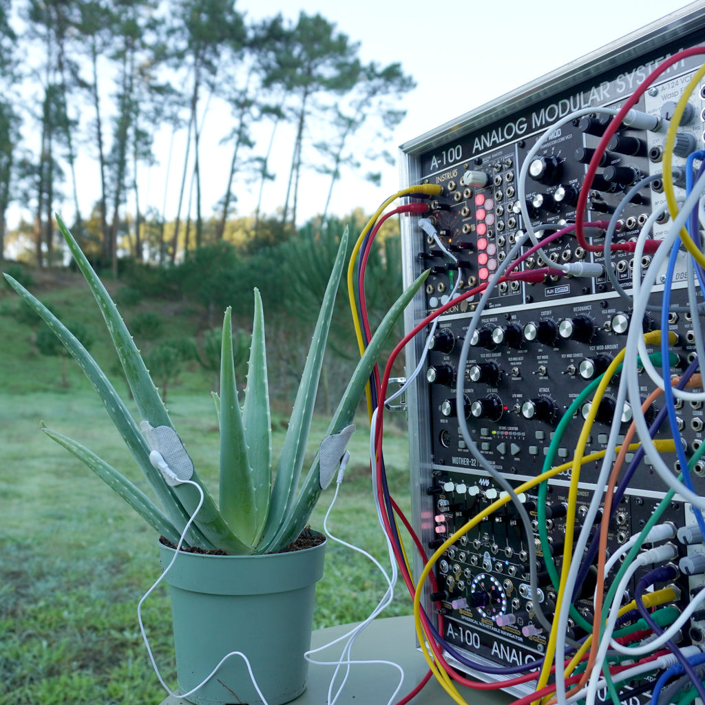 Aloe Vera Regeneration