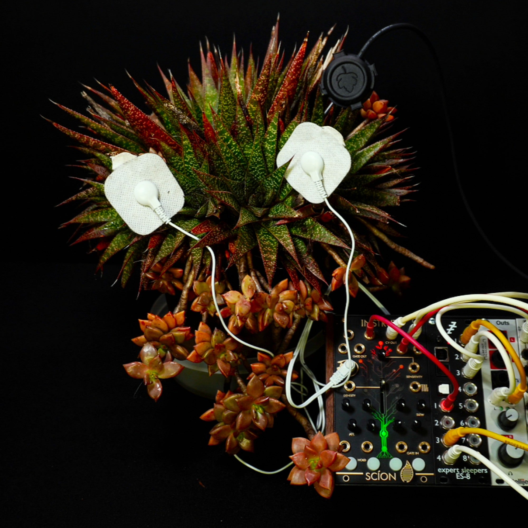 Gasteria Flow e Graptosedum ‘Bronze’