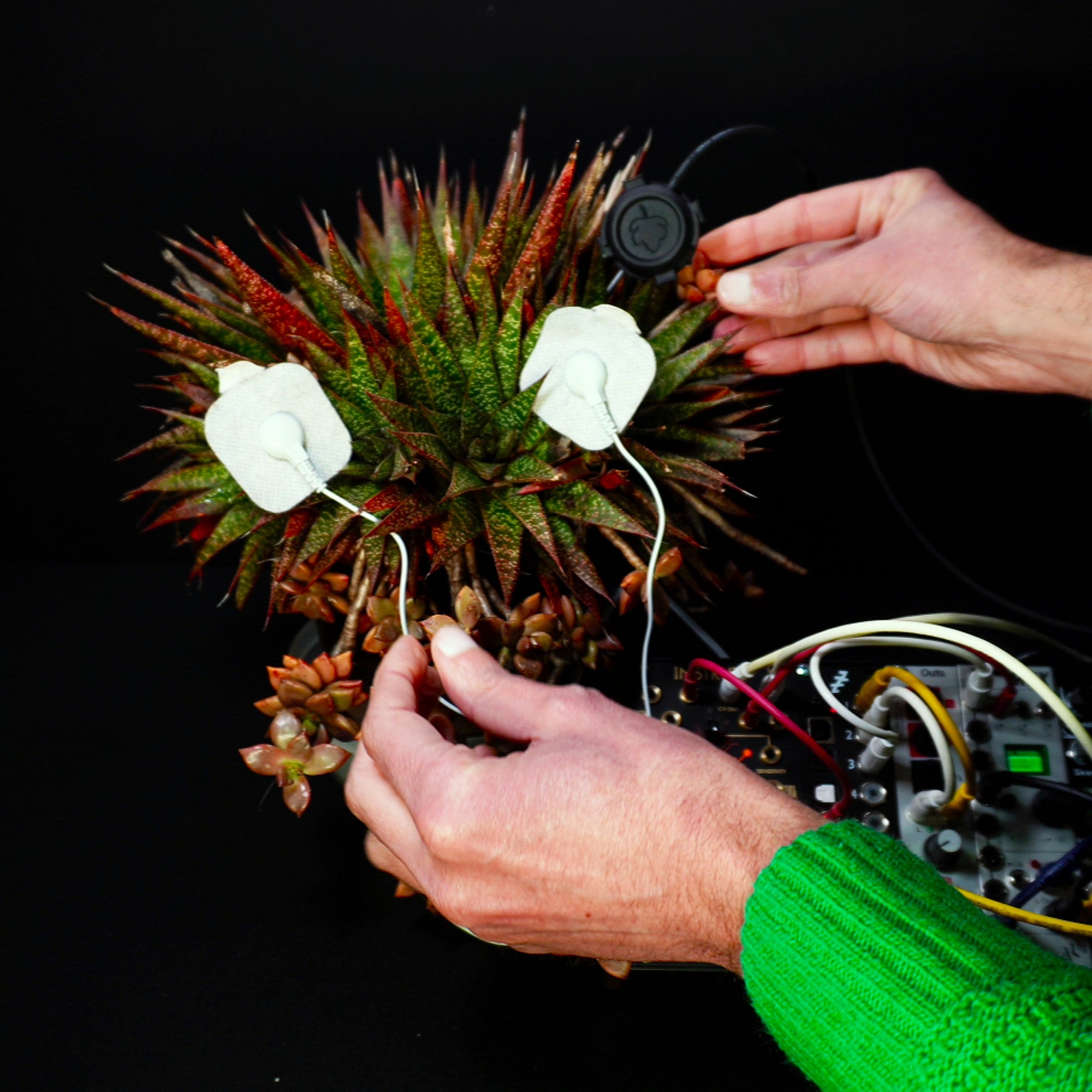 Gasteria Flow e Graptosedum ‘Bronze’