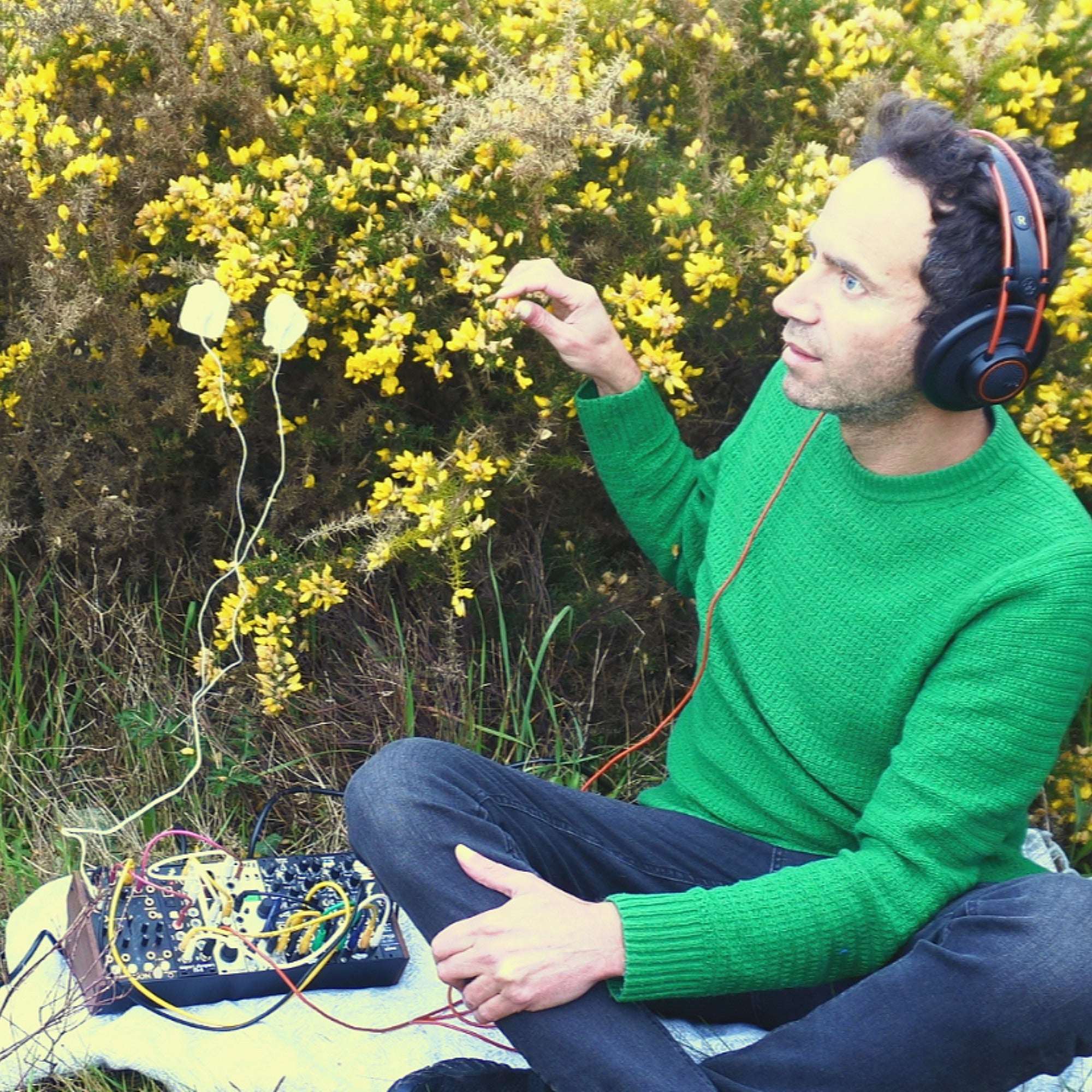 Gorse Plant Music