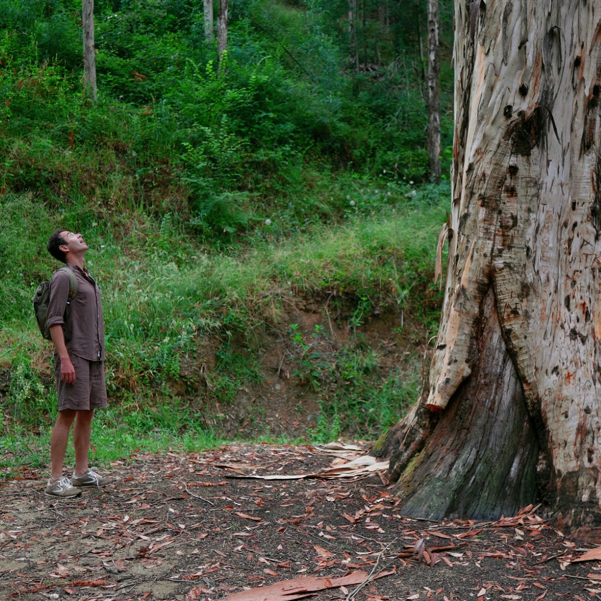 Karri . Tallest tree in Europe