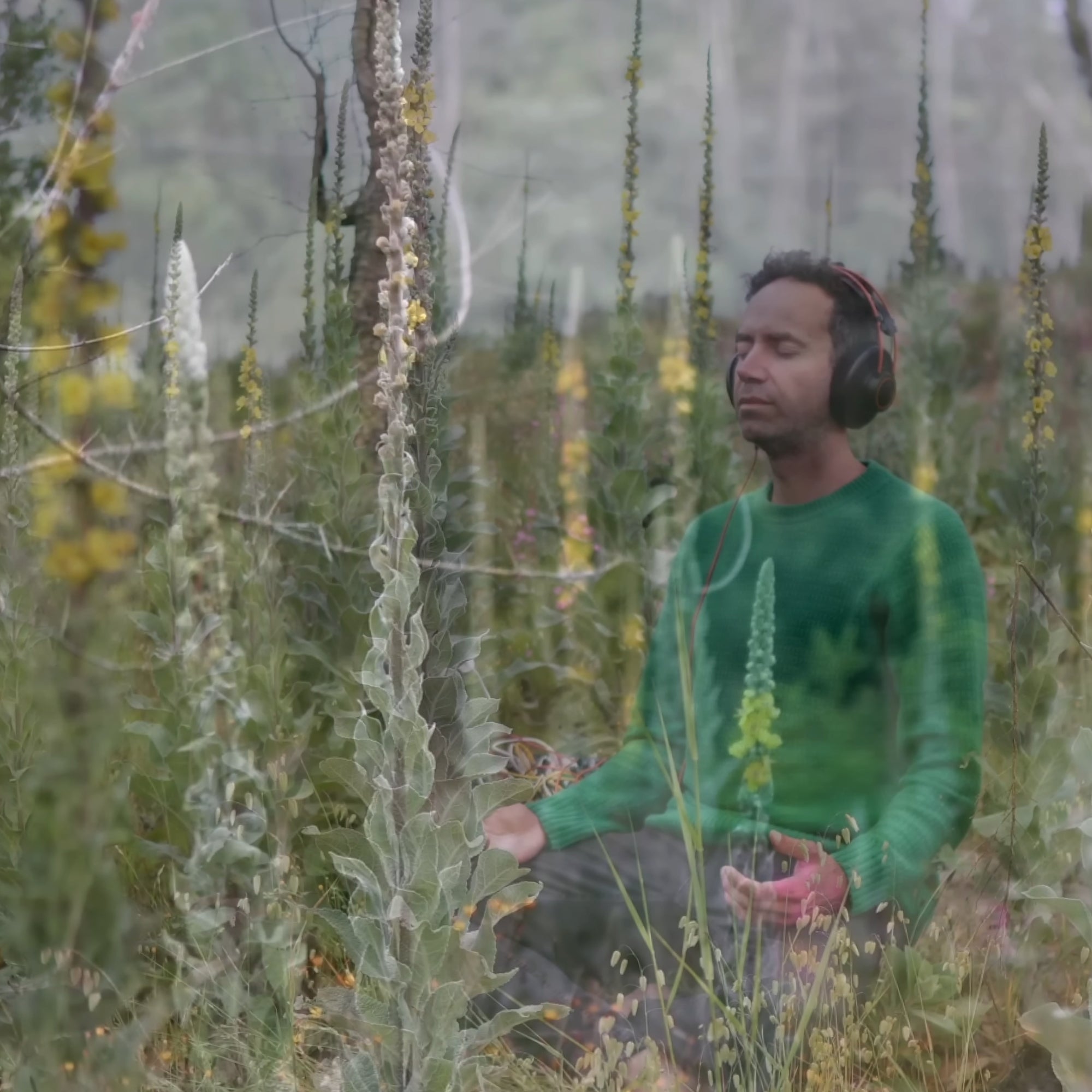 Mullein Living Sound