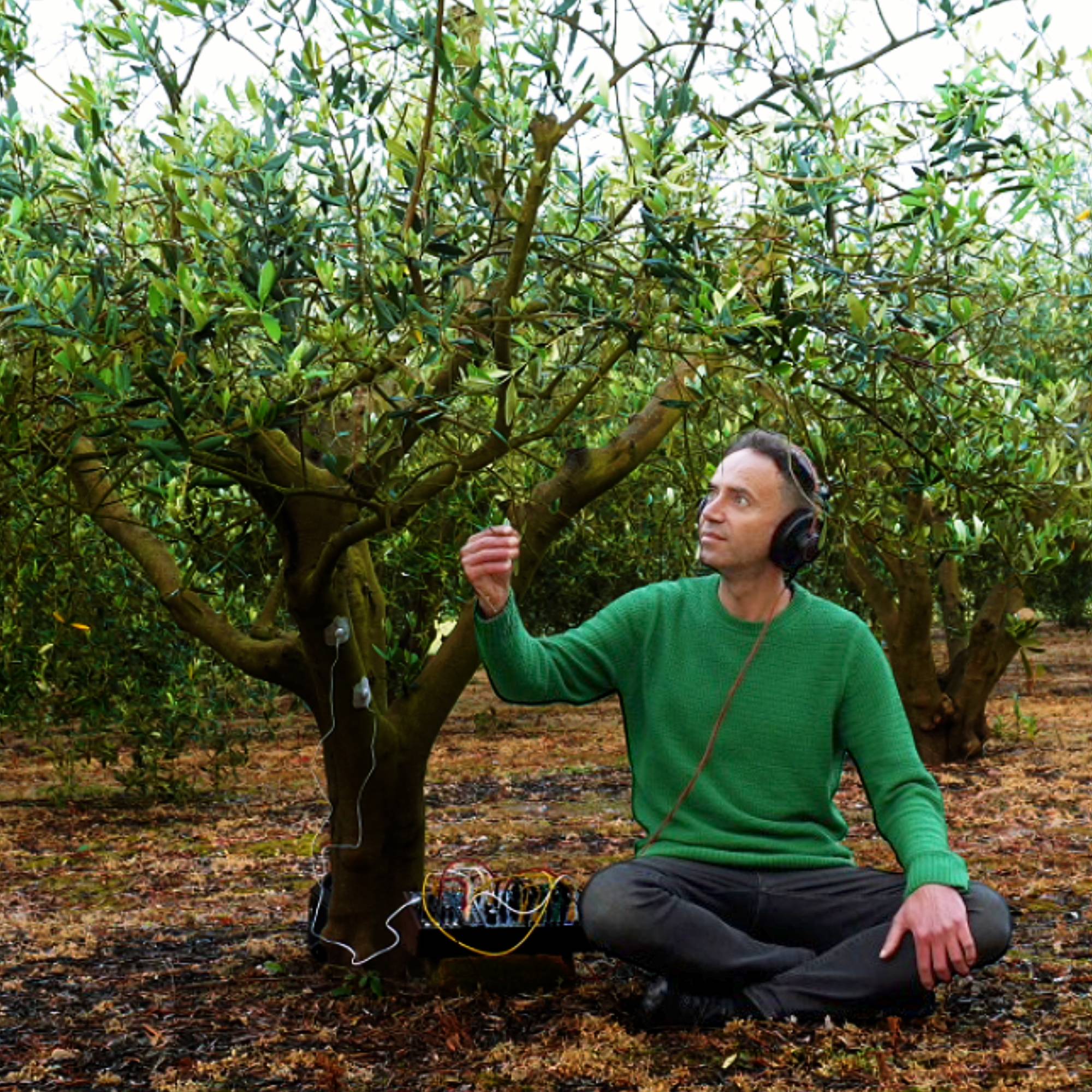 Olive Tree Living Sound