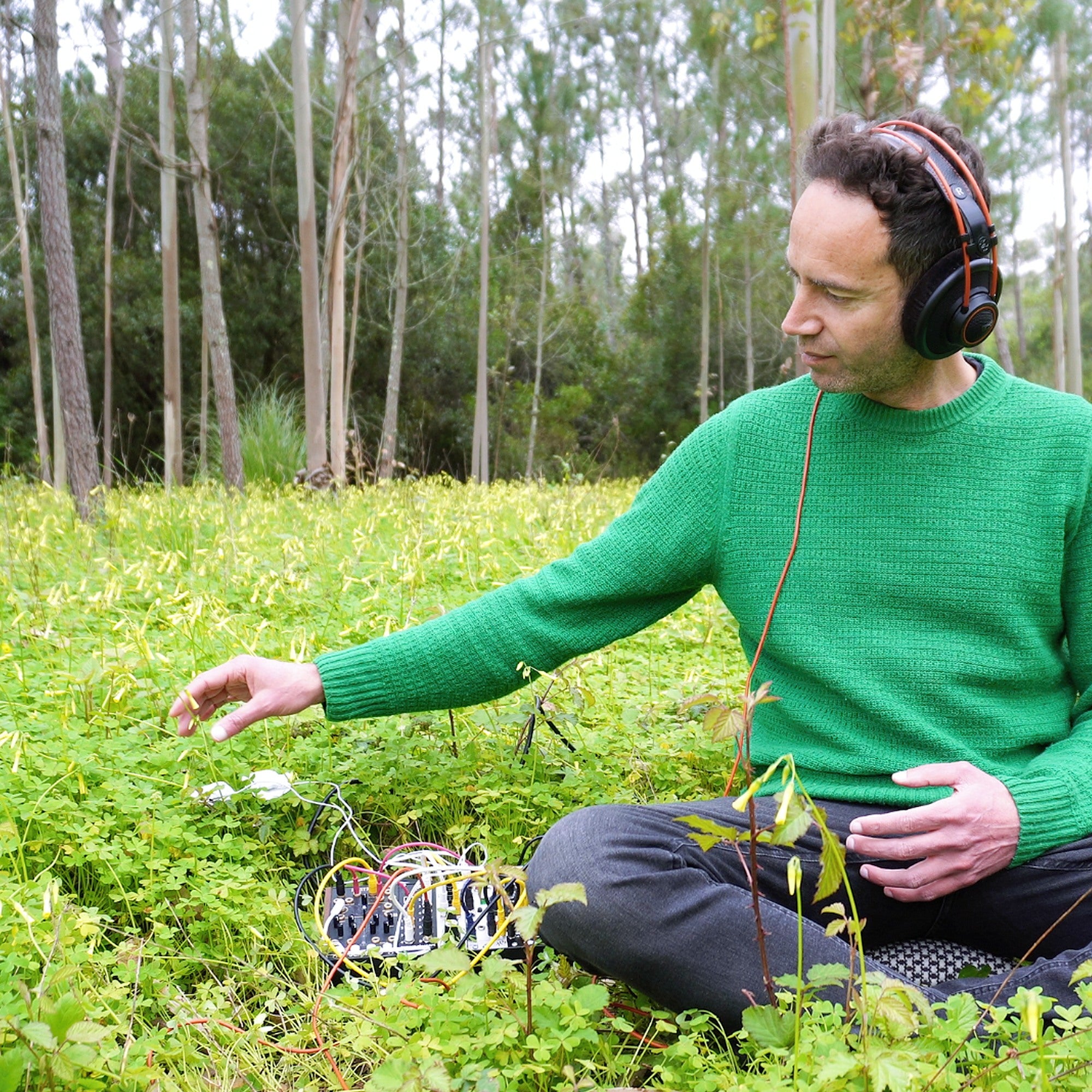 Oxalis Living Sound