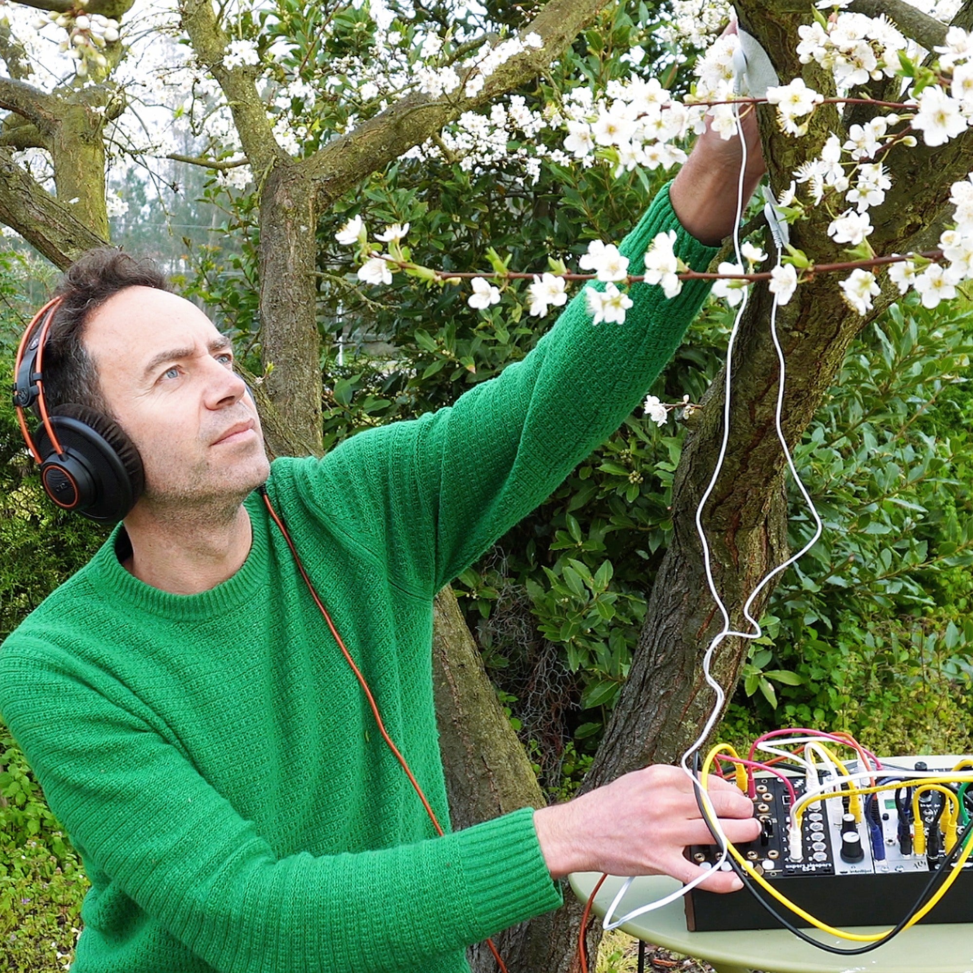 The Sound of a Plum Blossom Tree