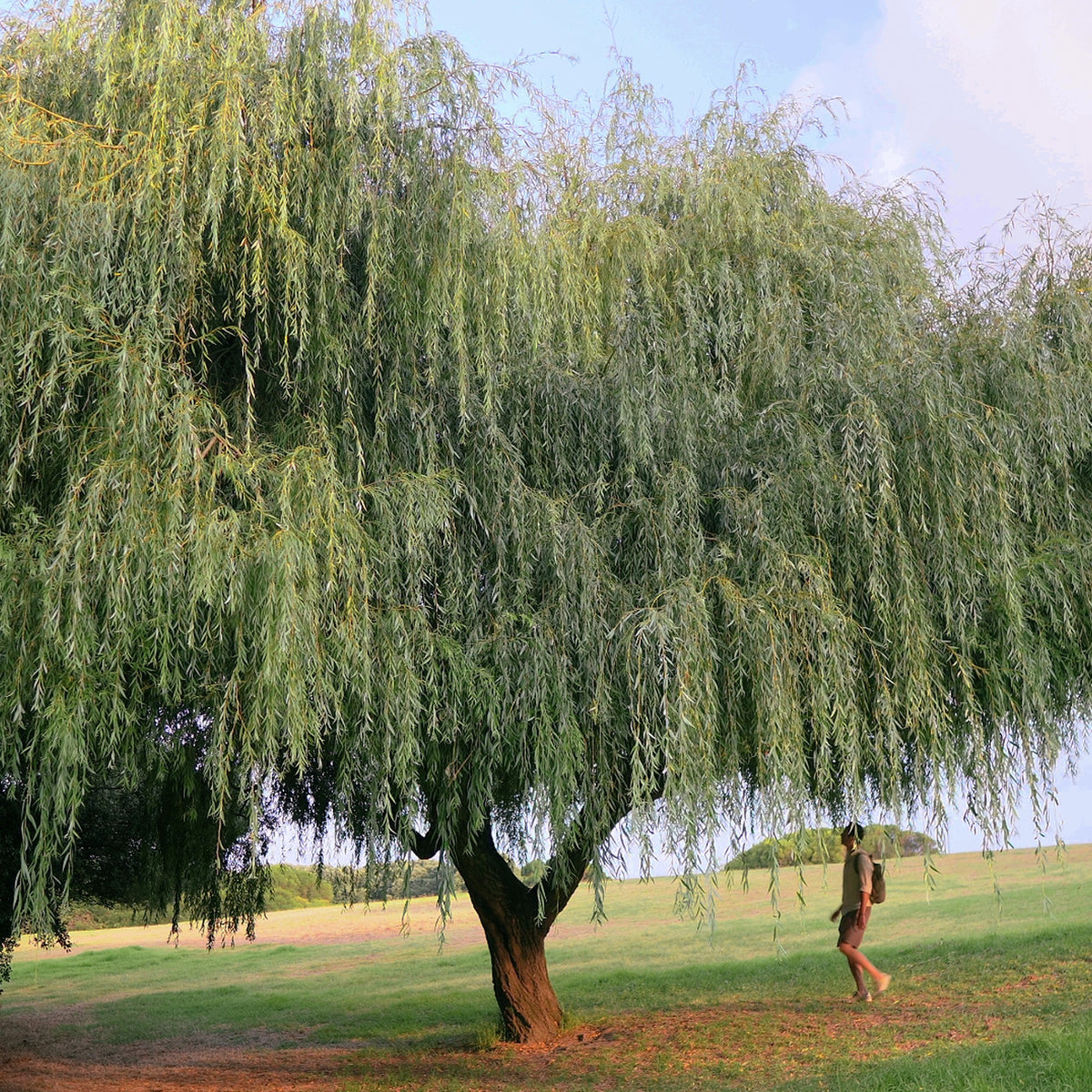 Weeping Willow Tree