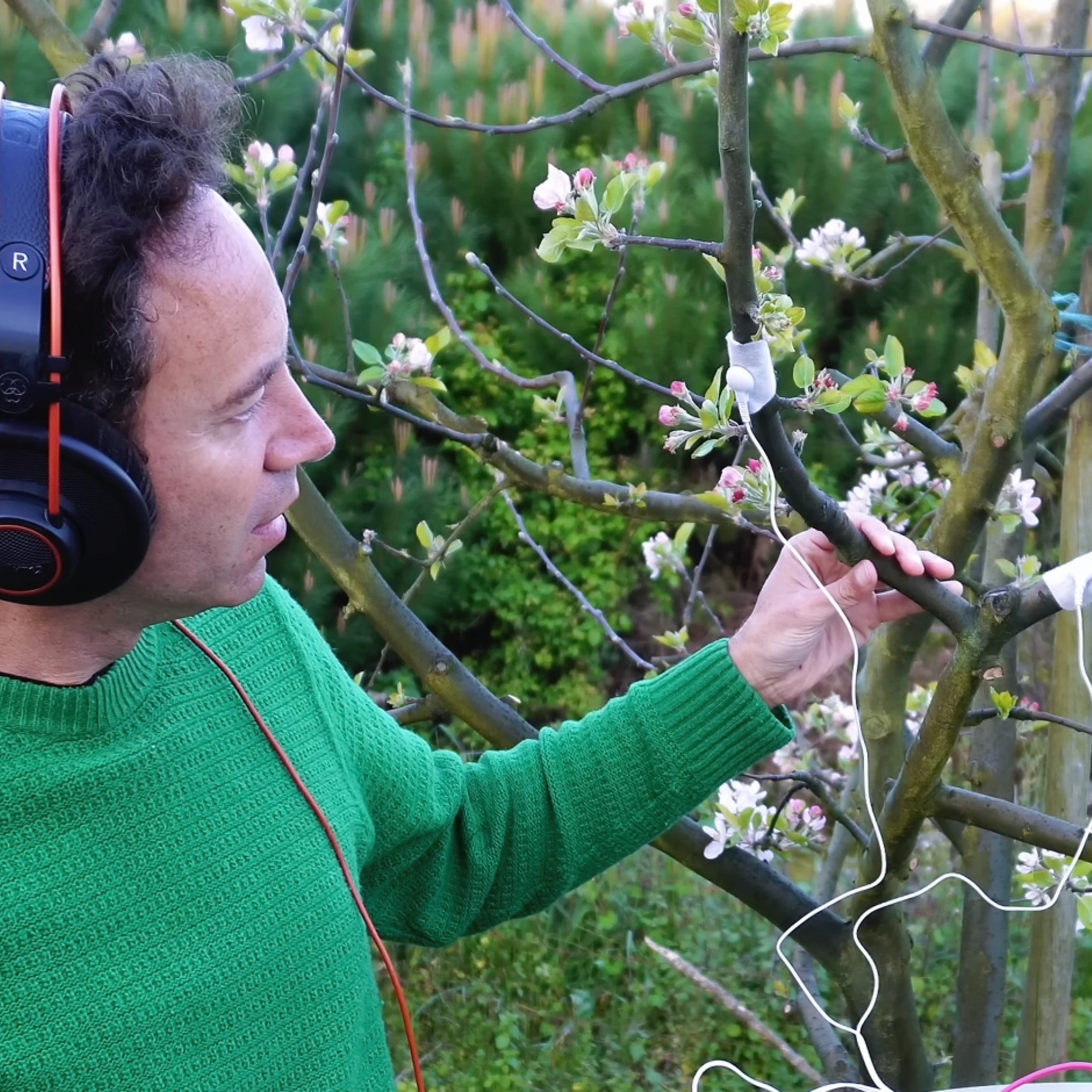 Apple Blossom Living Sound