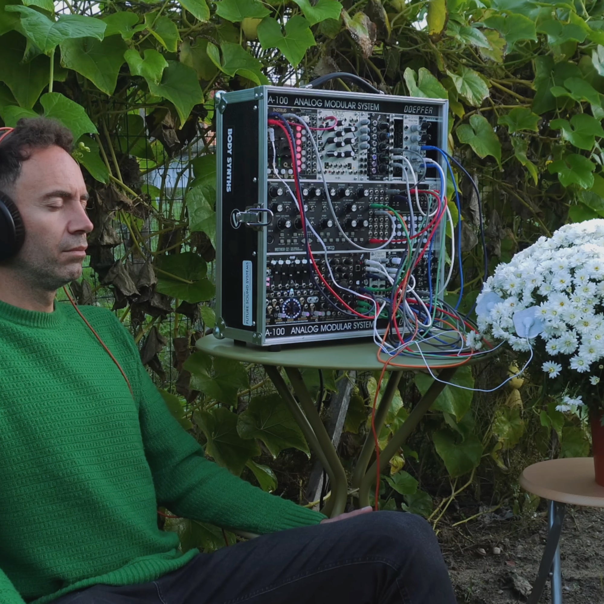 Chrysanthemum Stillness