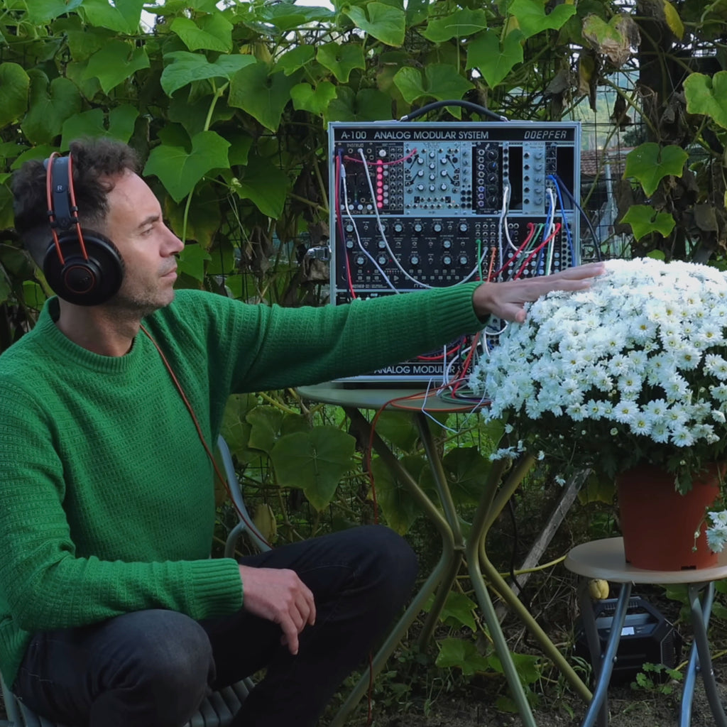 Chrysanthemum Stillness
