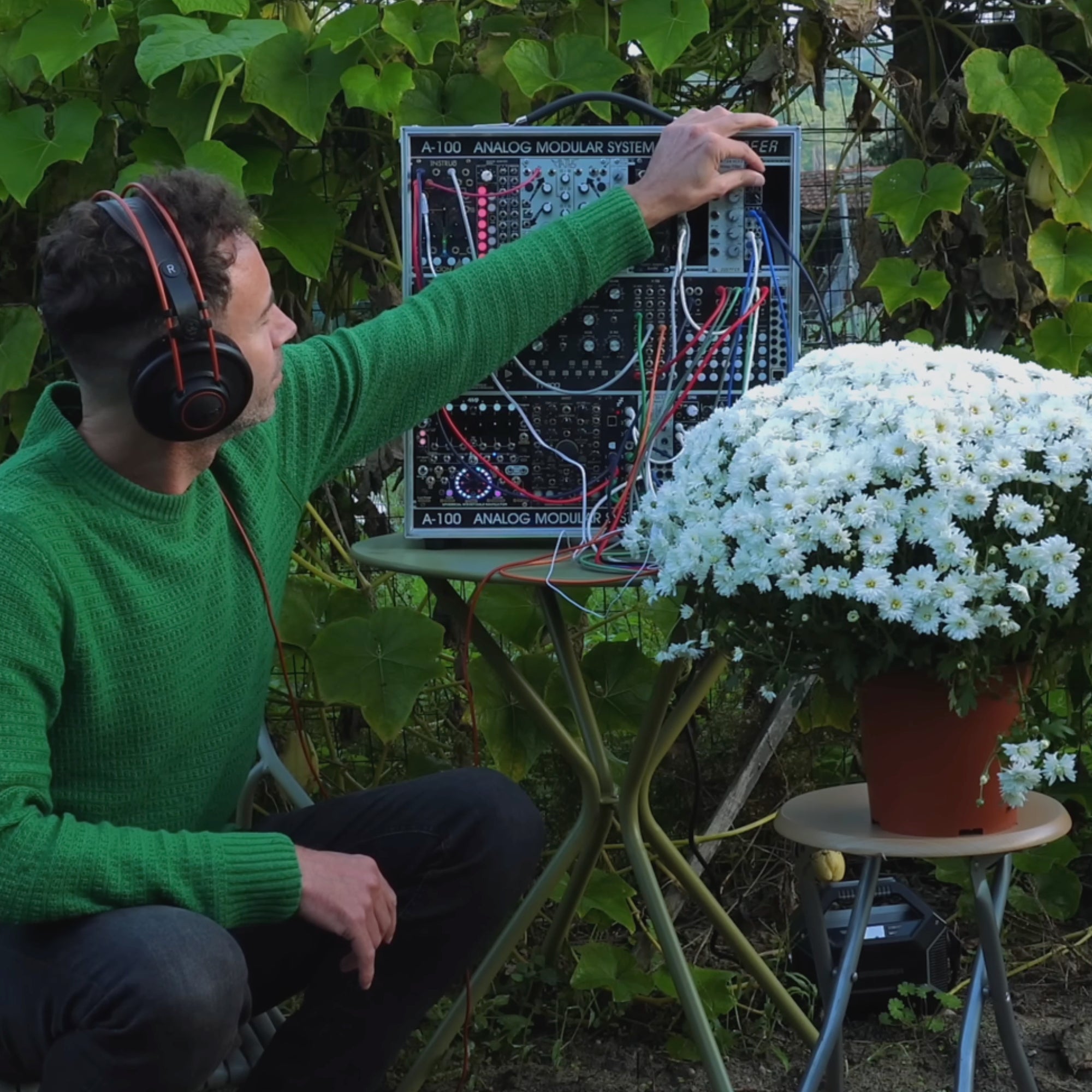Chrysanthemum Stillness