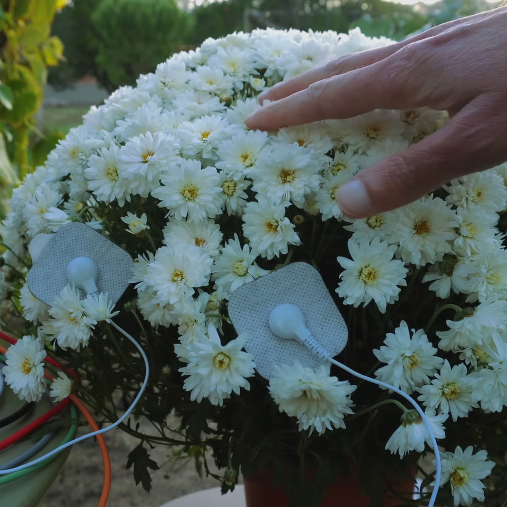 Chrysanthemum Stillness
