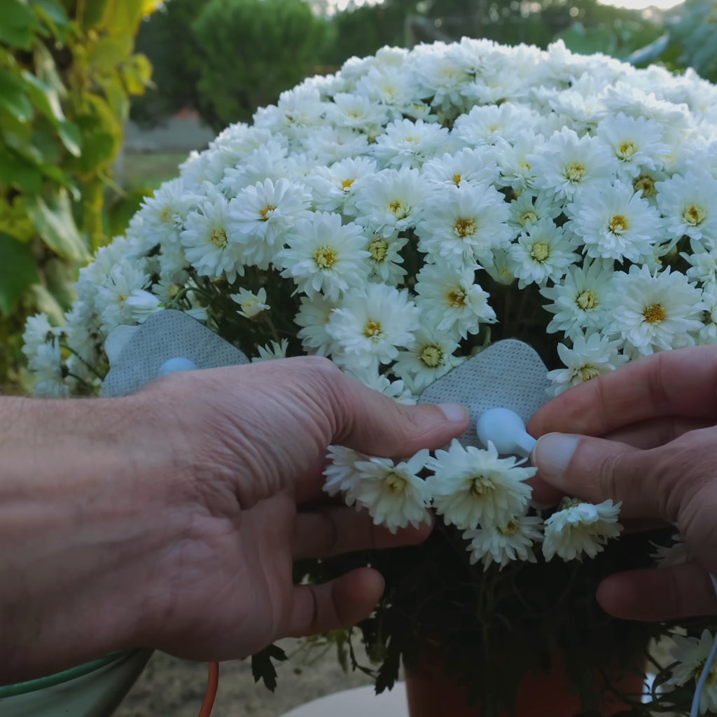 Chrysanthemum Stillness
