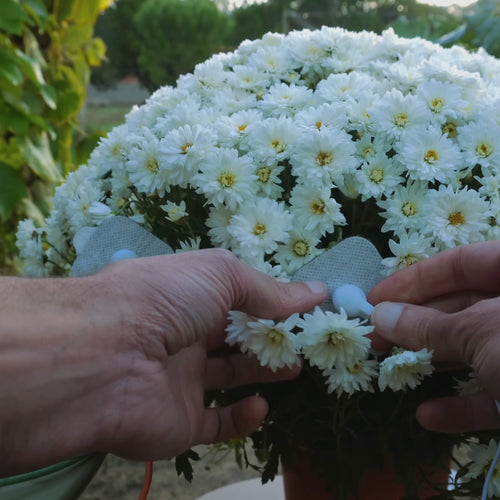 Chrysanthemum Stillness