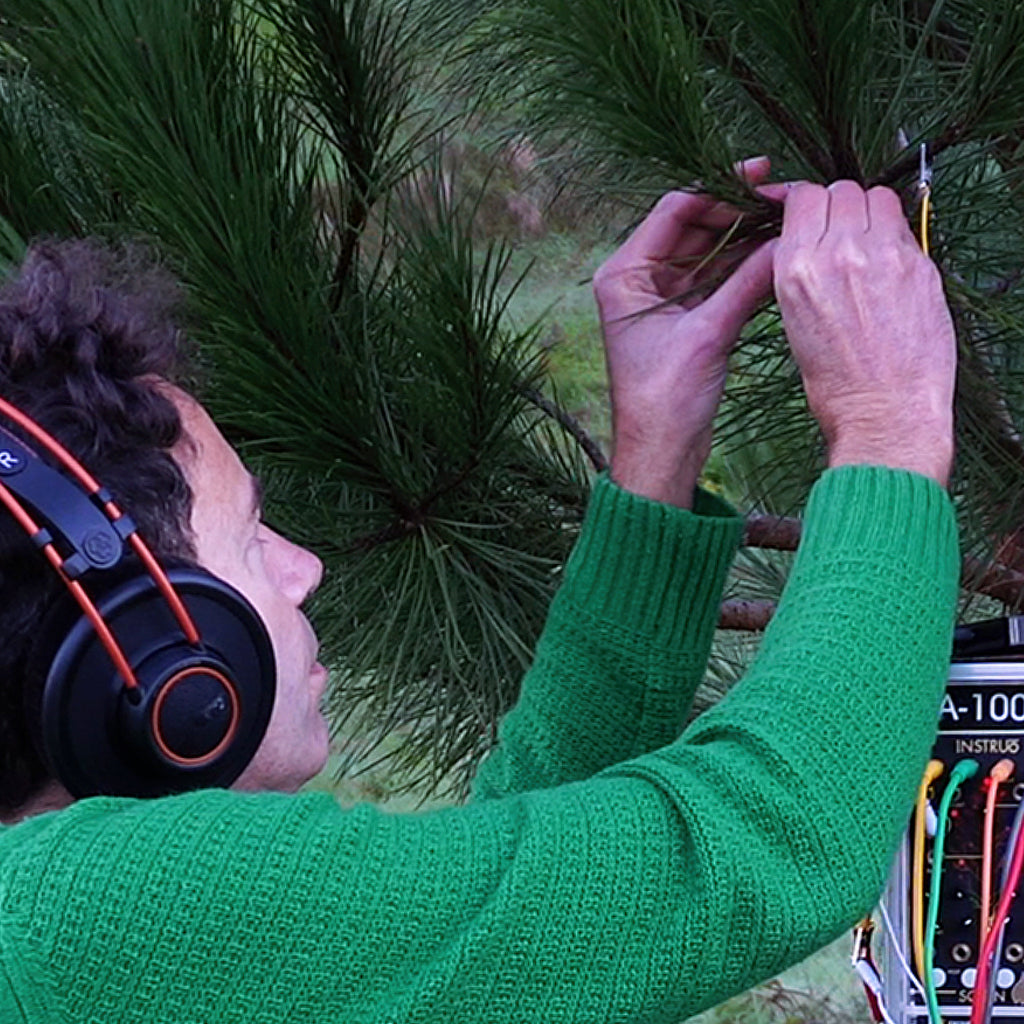 Pine Tree Meditation — 25 min