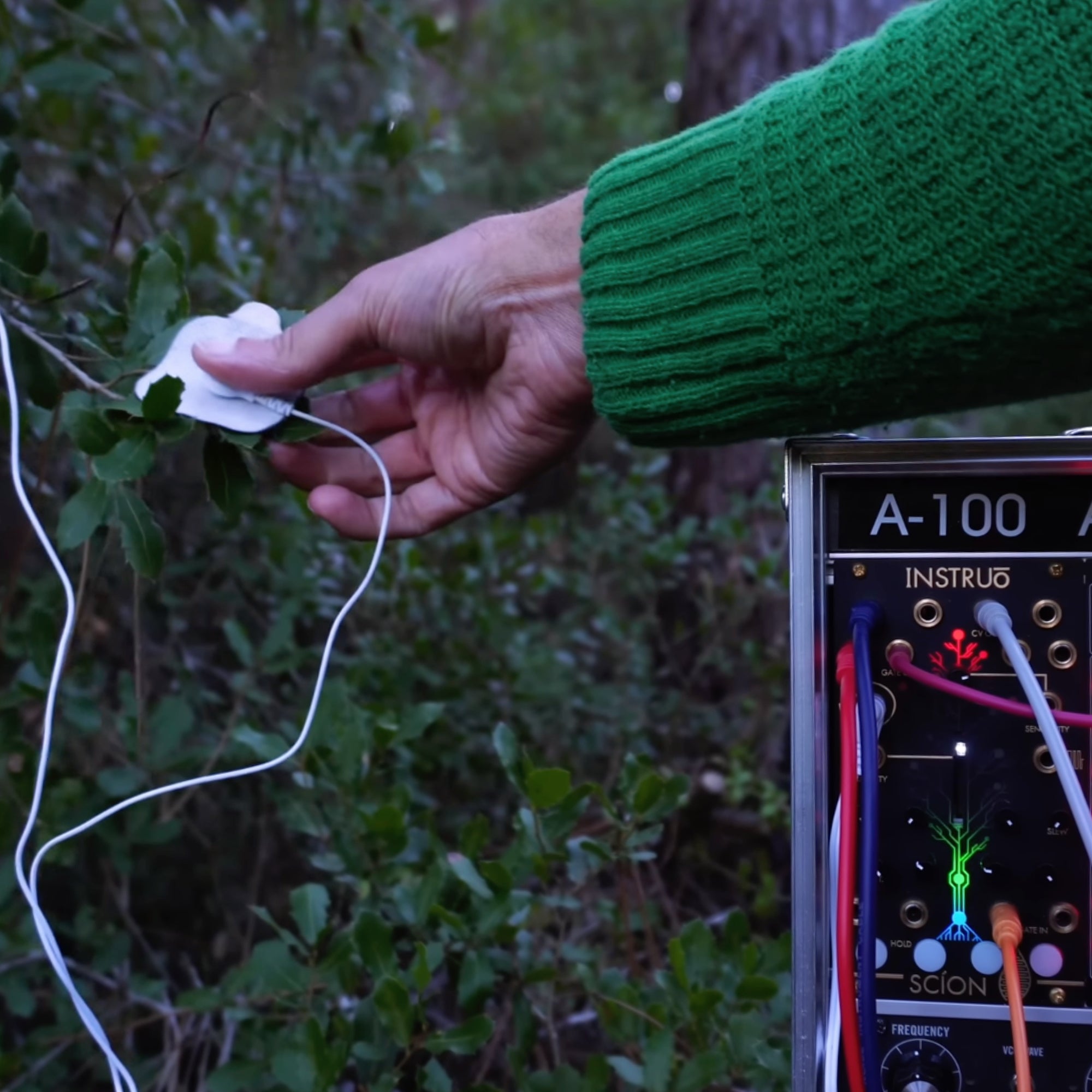 Holly Emotional Clarity