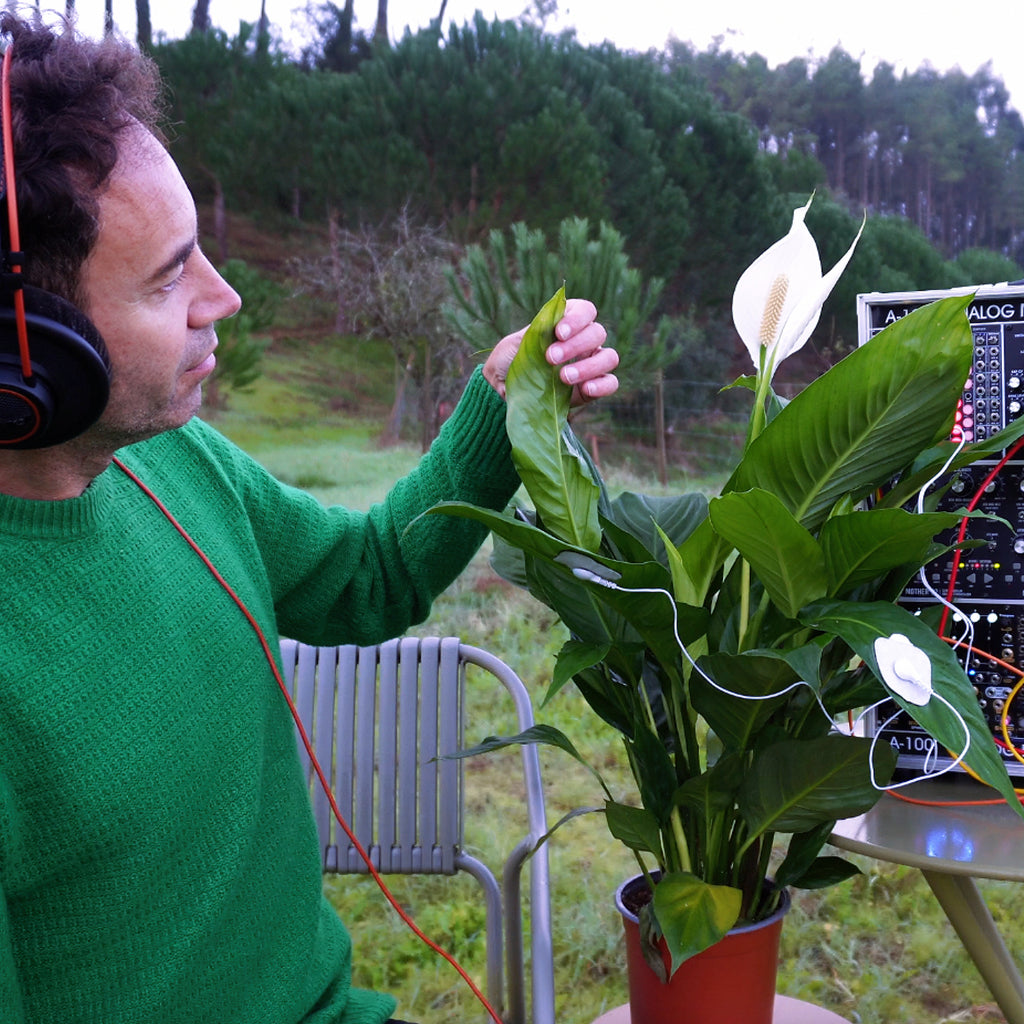 Peace Lily • Inner Peace & Emotional Harmony