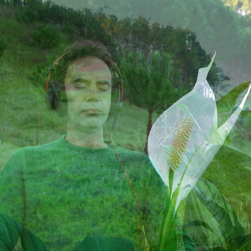 Peace Lily • Inner Peace & Emotional Harmony