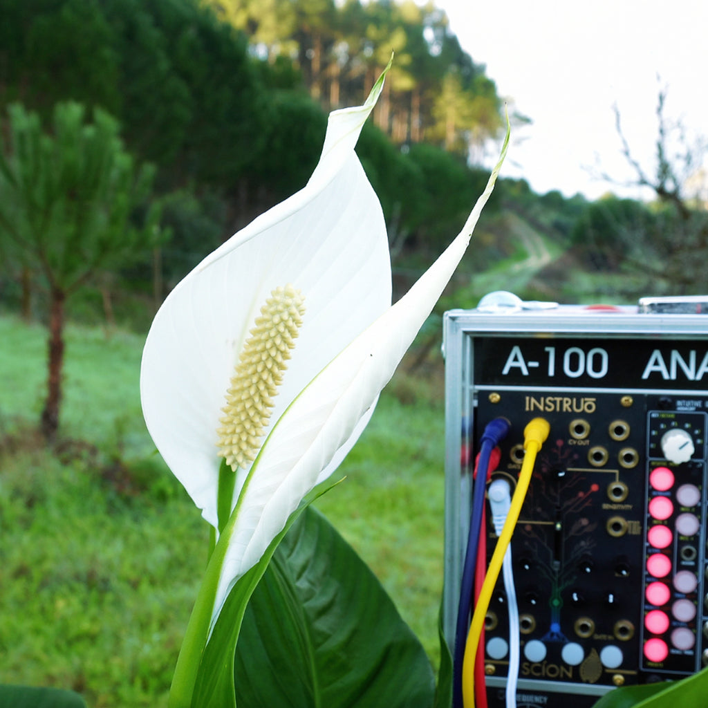 Peace Lily • Inner Peace & Emotional Harmony