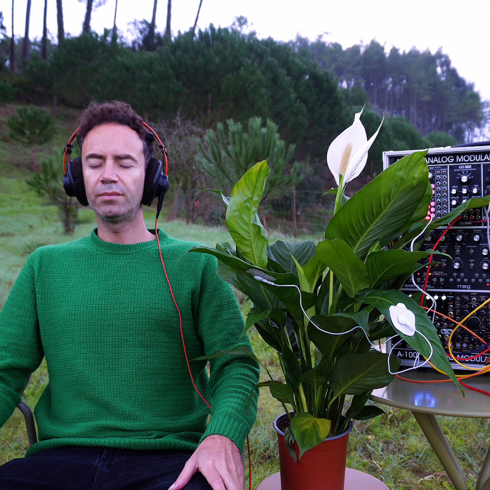 Peace Lily • Inner Peace & Emotional Harmony