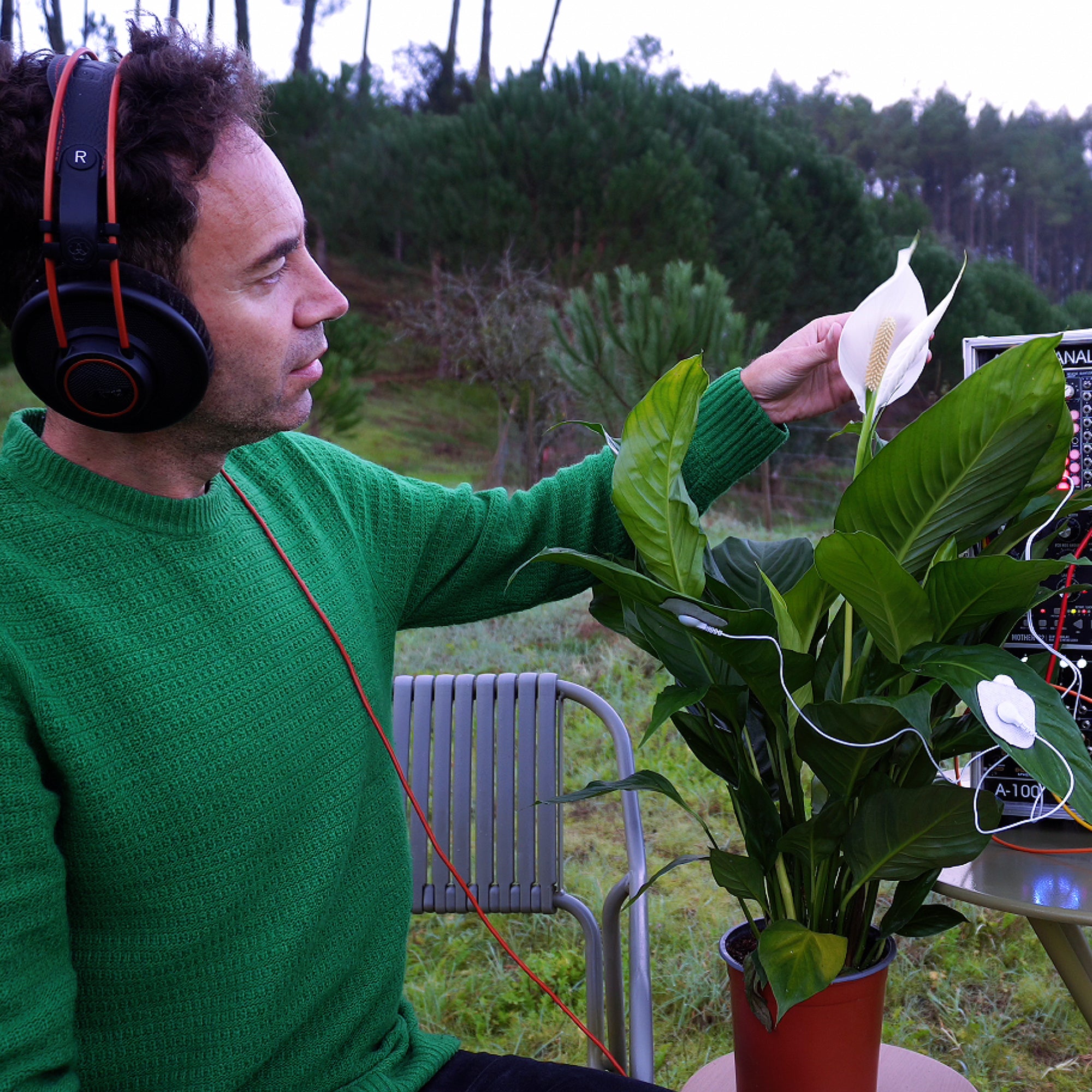 Peace Lily • Inner Peace & Emotional Harmony