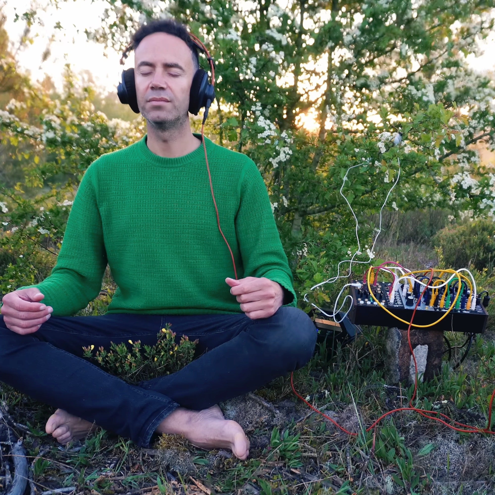 Hawthorn Tree Living Sound