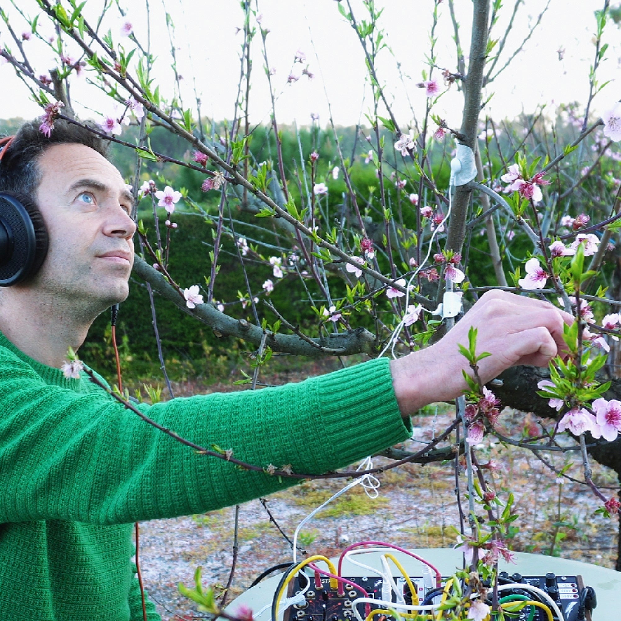 The Voice of a Peach Blossom