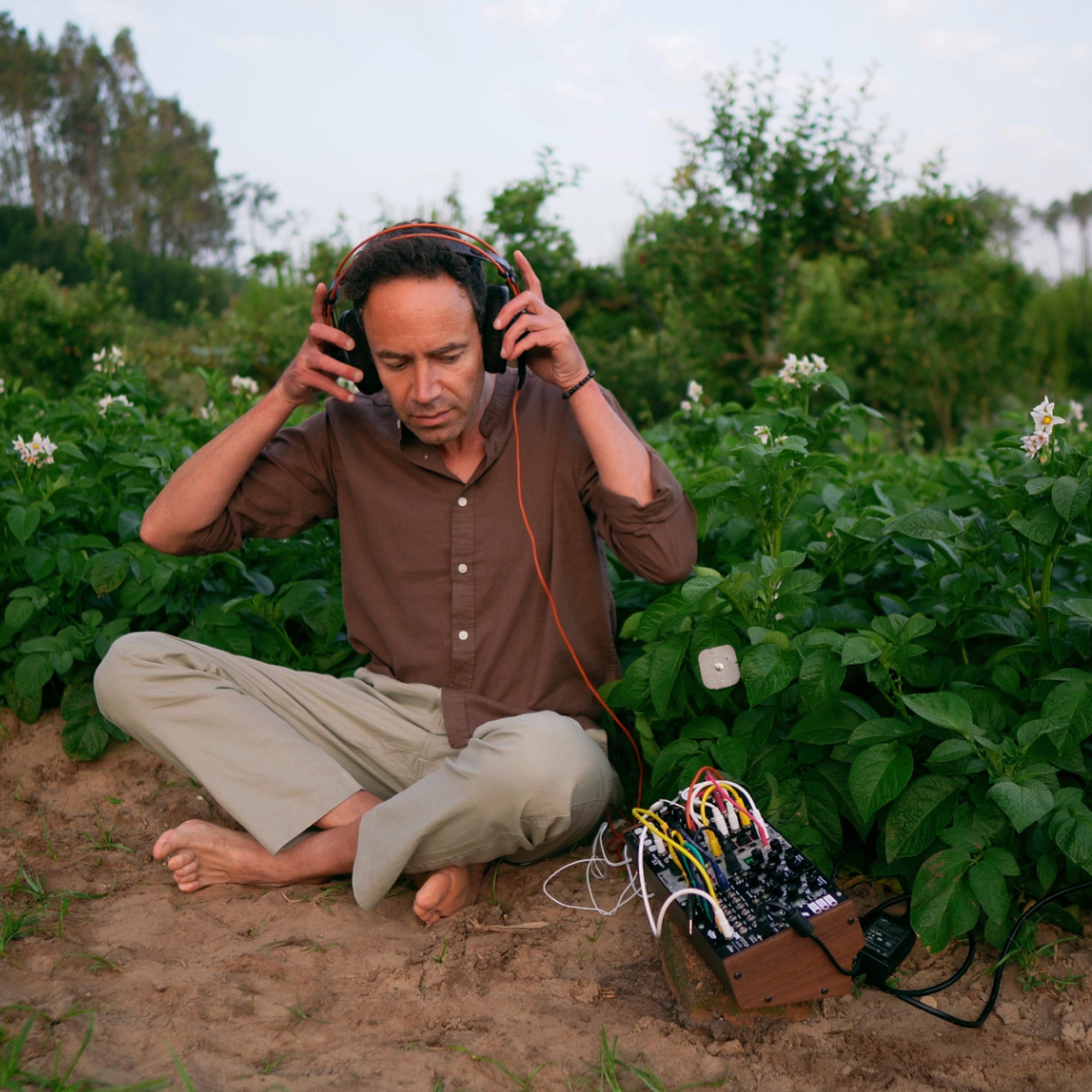 Potato Plant Living Sound