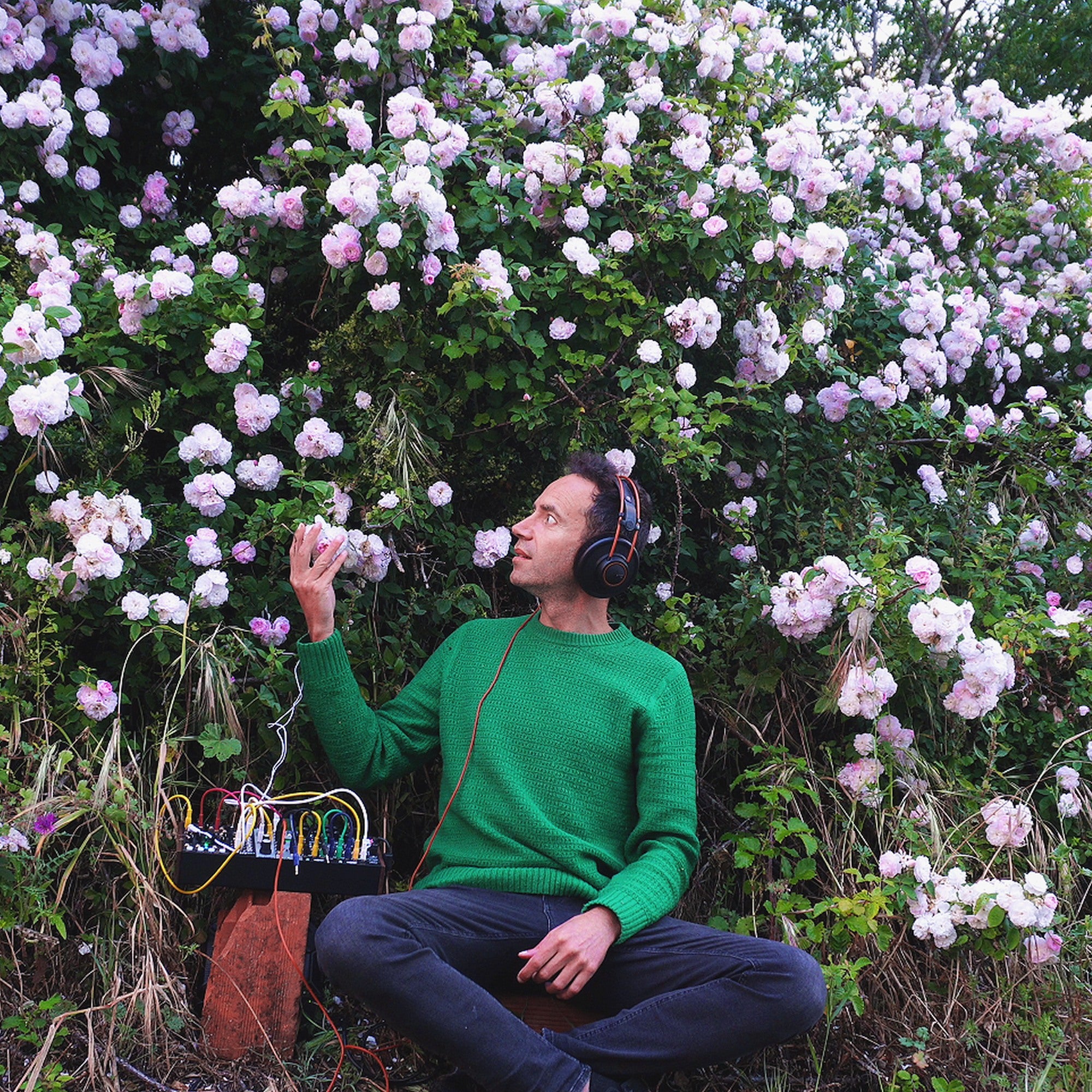 Wild Roses Living Sound