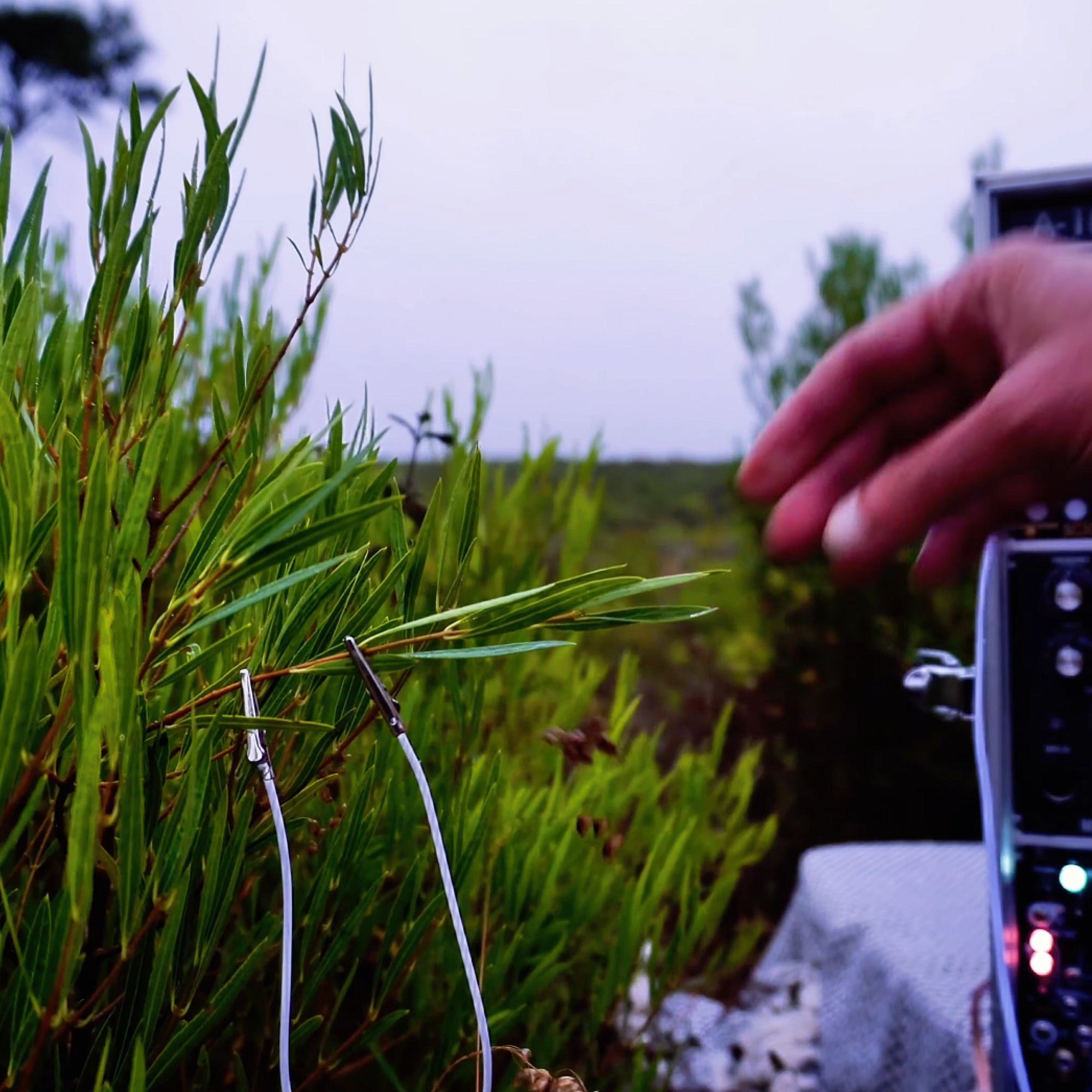 Acacia Healing Meditation